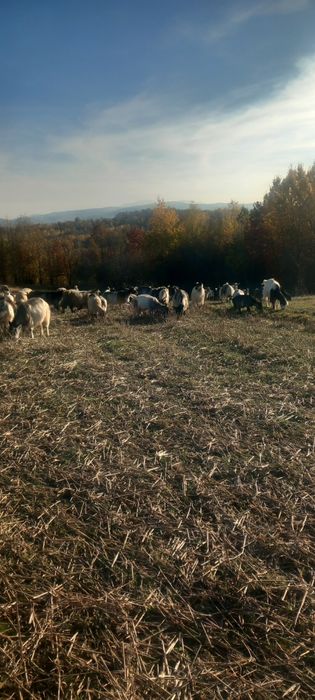 Vând 17 capre mai multe detalii la telefon
