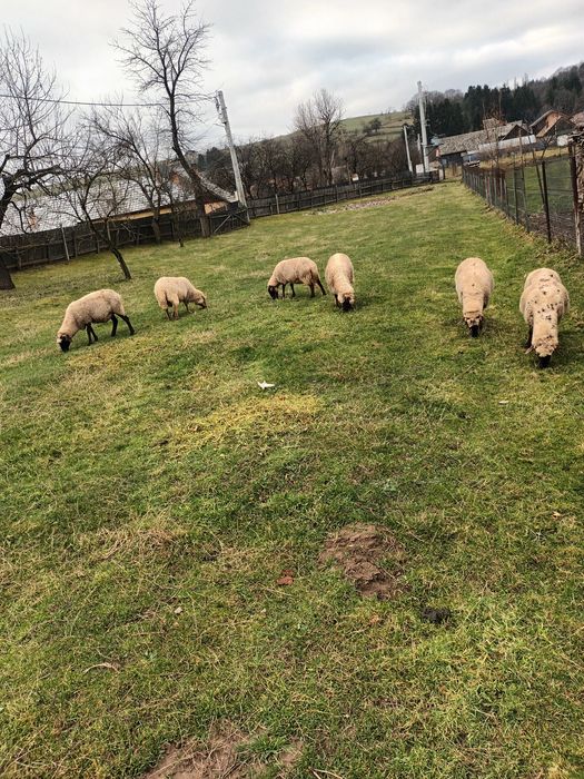 VAND 6 OI bine ingrijite