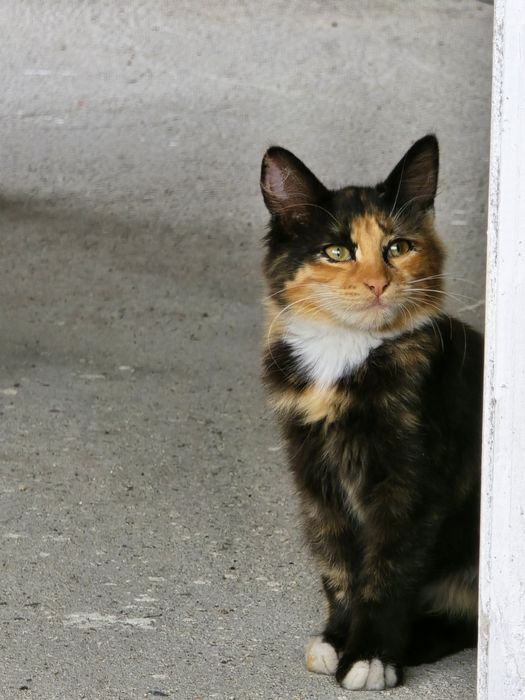 Сладко Коте, Шарено