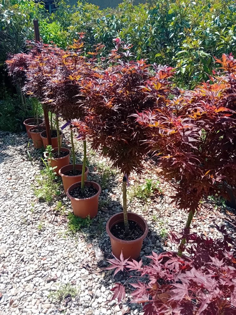 Vând plante naturale ornamentale