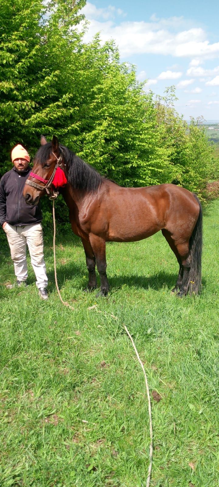 Vând iapa de 3 ani garantata de ham