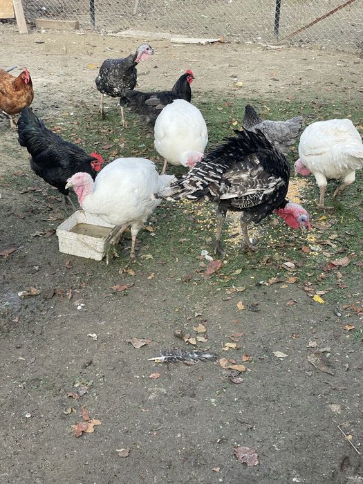 Vand ce se vede in poza