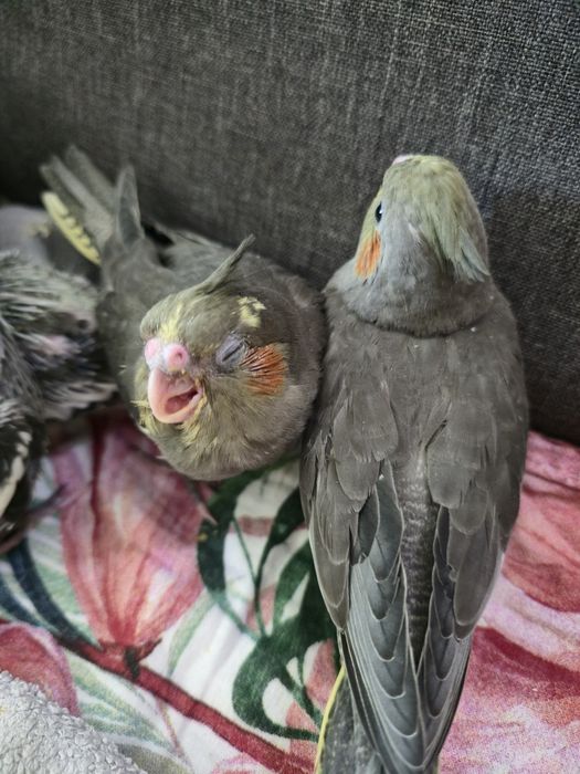 Корели ръчно хранени