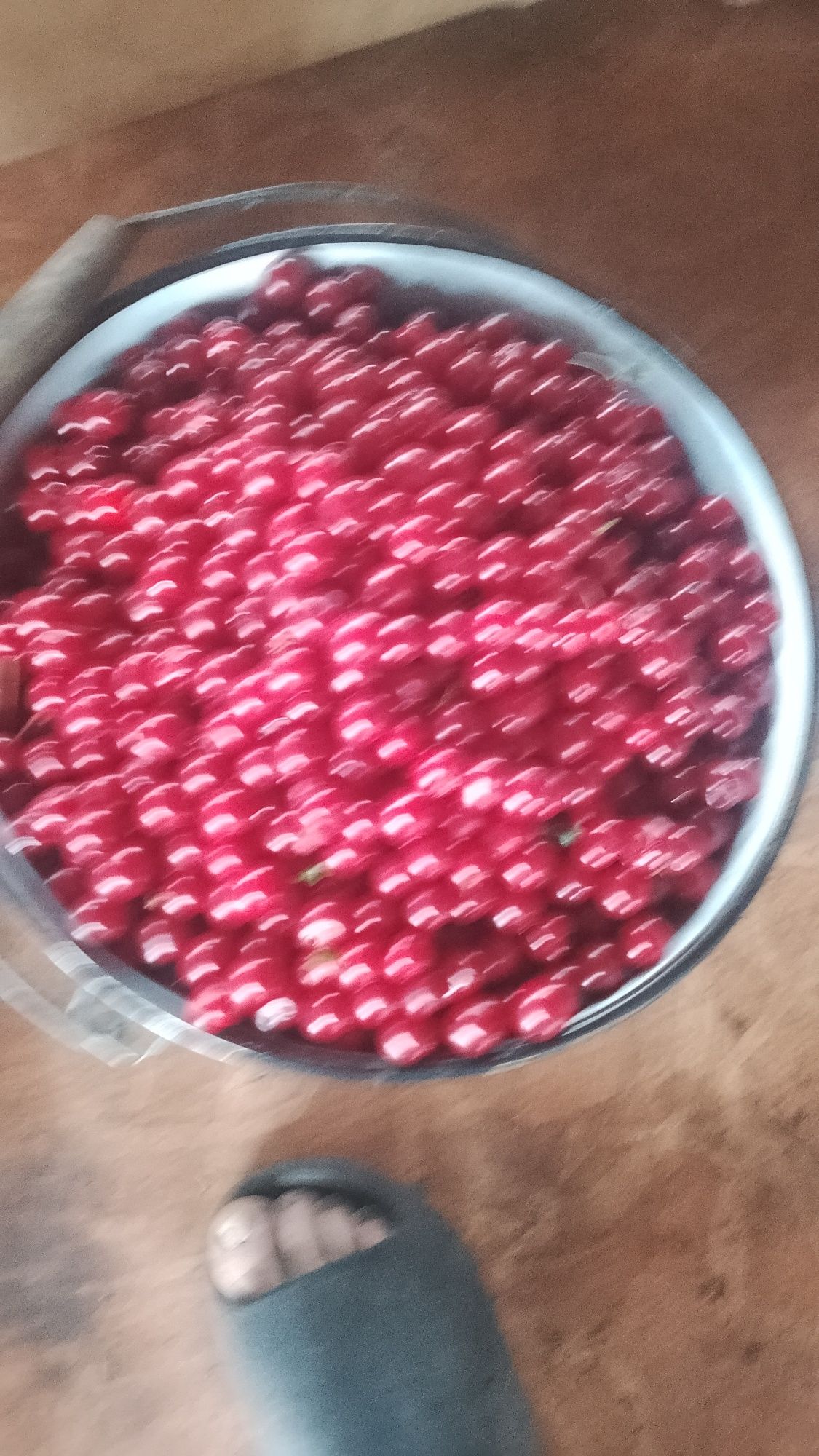 Продам вишню дачная