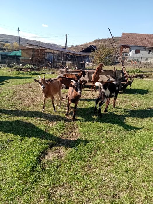 Vând 3 iede și 2 țăpulenii