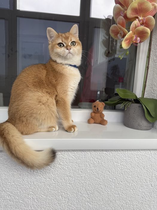 British shorthair