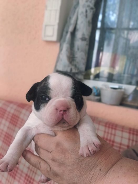 Щенки французского бульдога