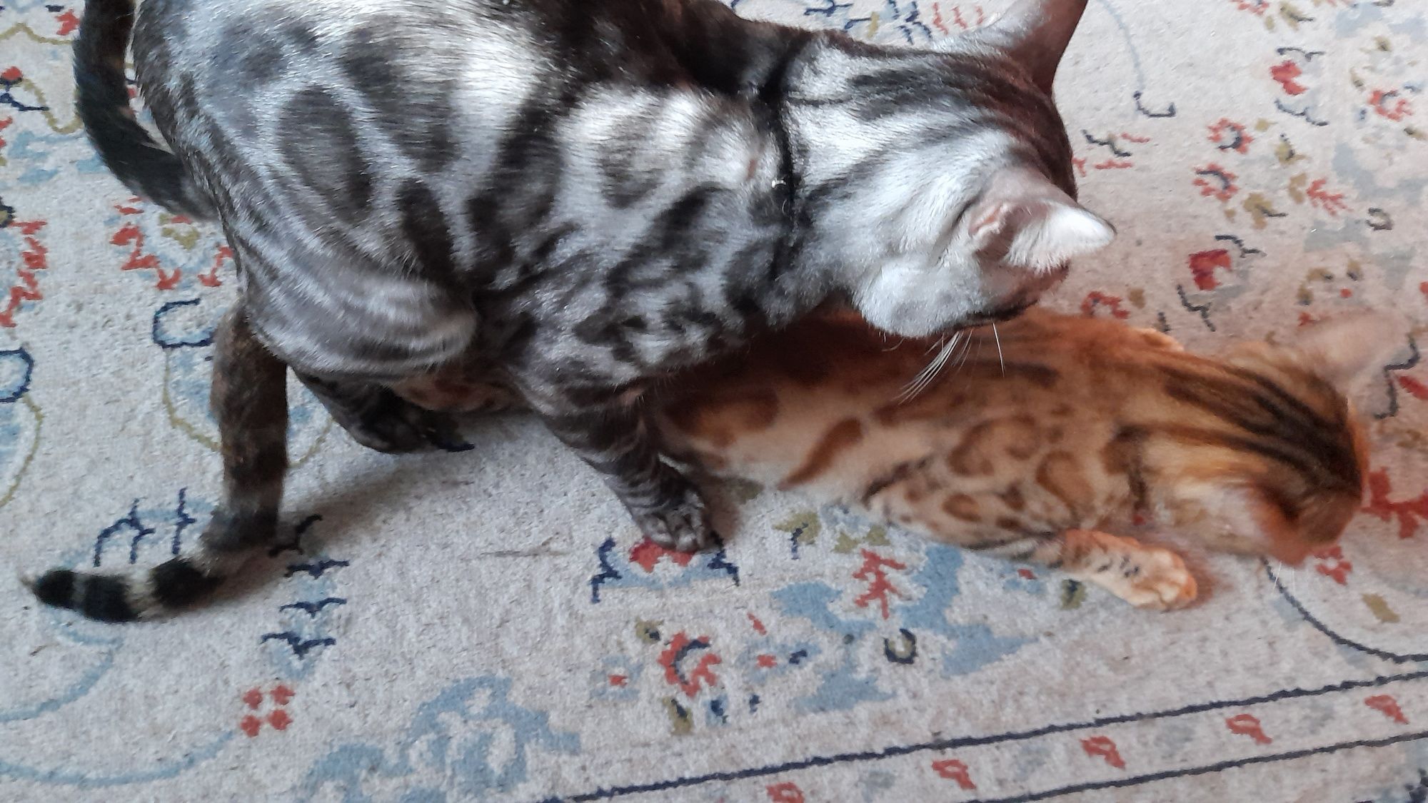 Бенгал ищет кошек на вязку