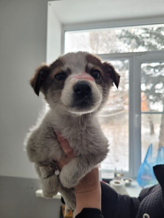 Отдам Щенка в Добрые Руки