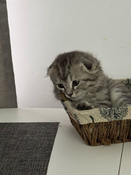 Продается котенок. 2,5 месяца.