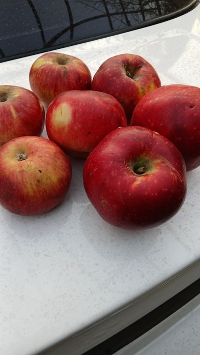 Компот сушённые яблоки ассорти