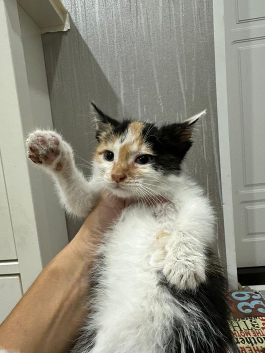 Котенок  в доброе руки