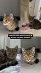 Котёнок 3 месяца