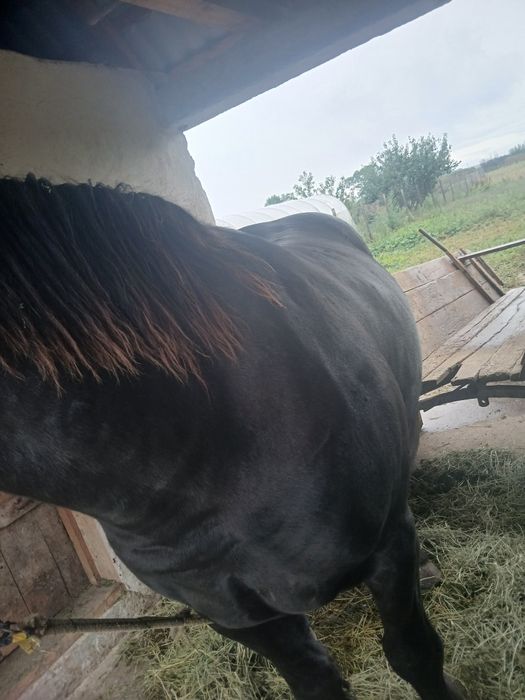 Vând cal de 6 7 ani fac și schimb cu iepe calul are 160 înălțime