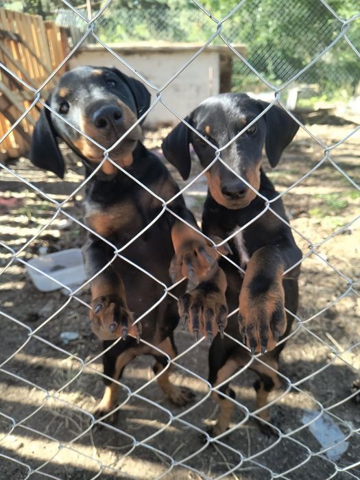 Ягтериери две женски на 6 месеца ваксинирани цена по 250 лв