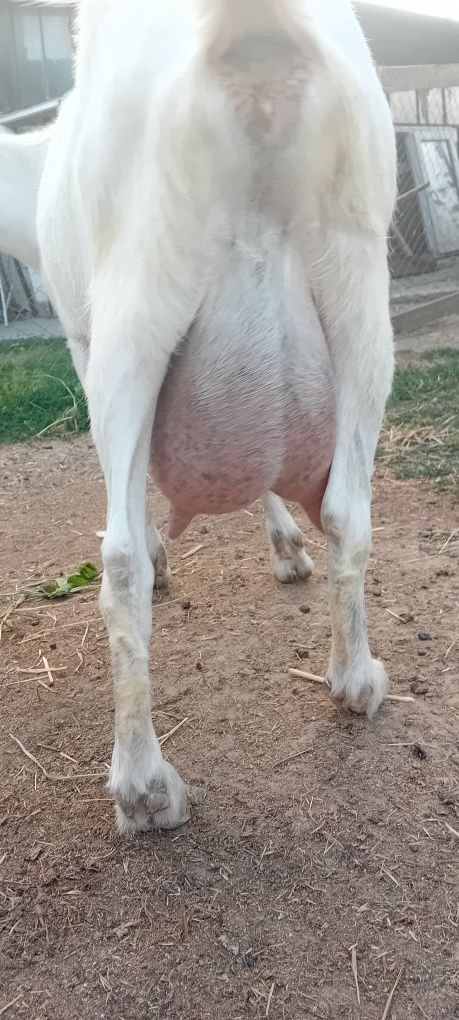 Vând capra saanen a 3 fătare