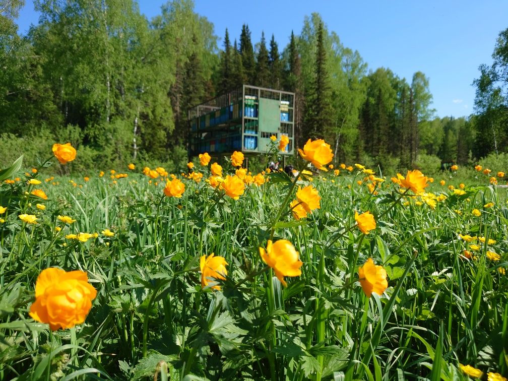 Мёд Усть Каменогорский