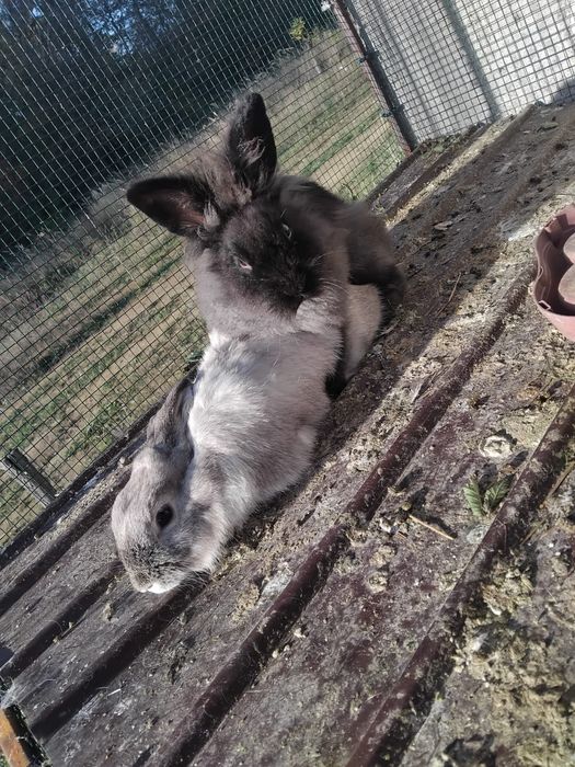 De vânzare femele Rex pitic