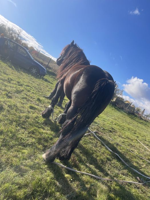 Vand armasar semigreu