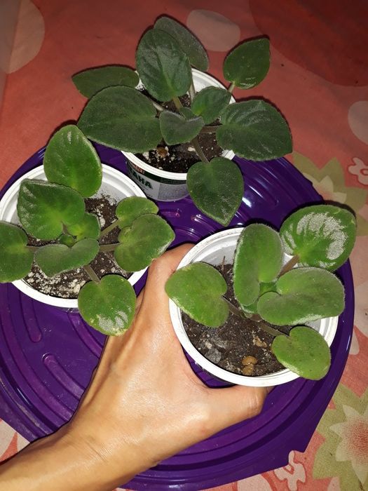 Фиалки детки и стартеры срочно. И листики по 50тг.