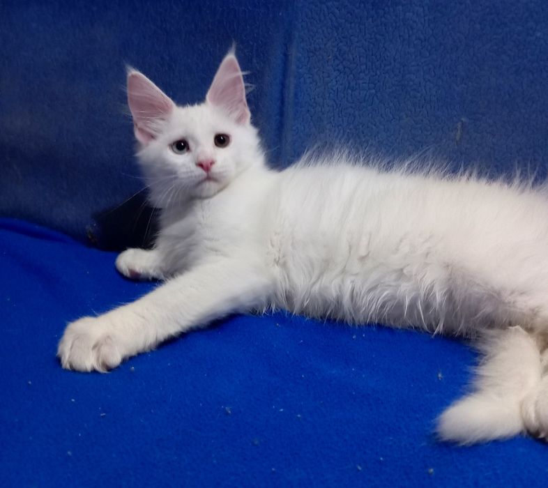 Милейшие котята Мейн Кун