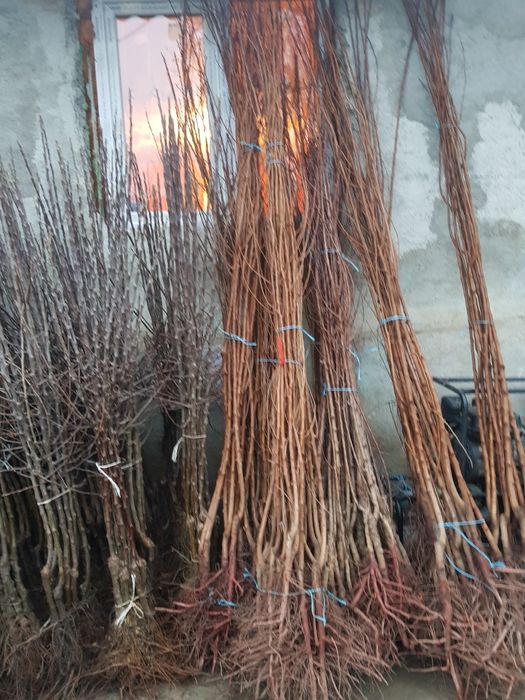 Pomi fructiferi ambalati sau rădăcina libera