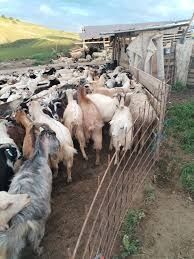 Schimb capre românești