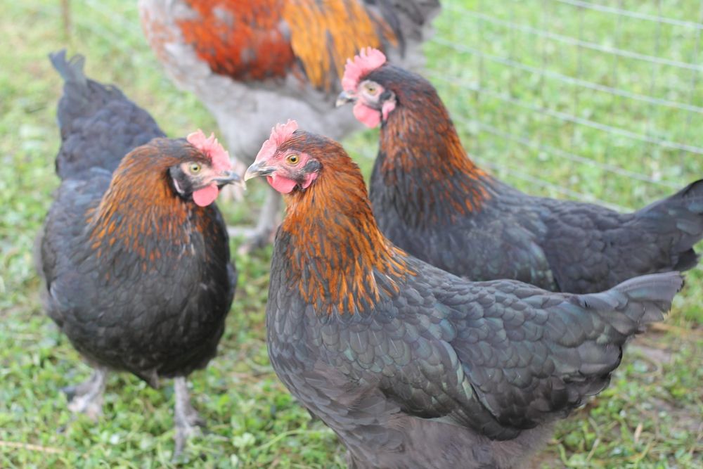 Продам цыплят кур Маран