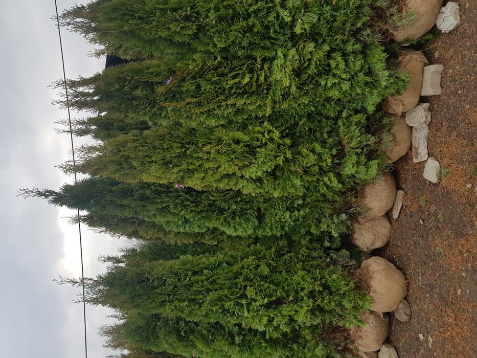 Plante ornamentale copaci ornamentali