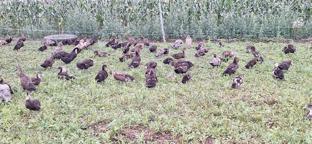 Vindem 70 de raţe ingrasate en gross