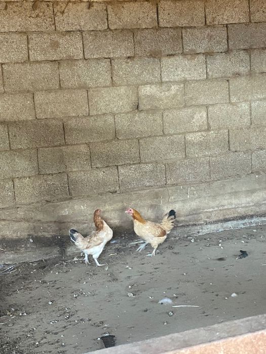 Куры японские карликовые