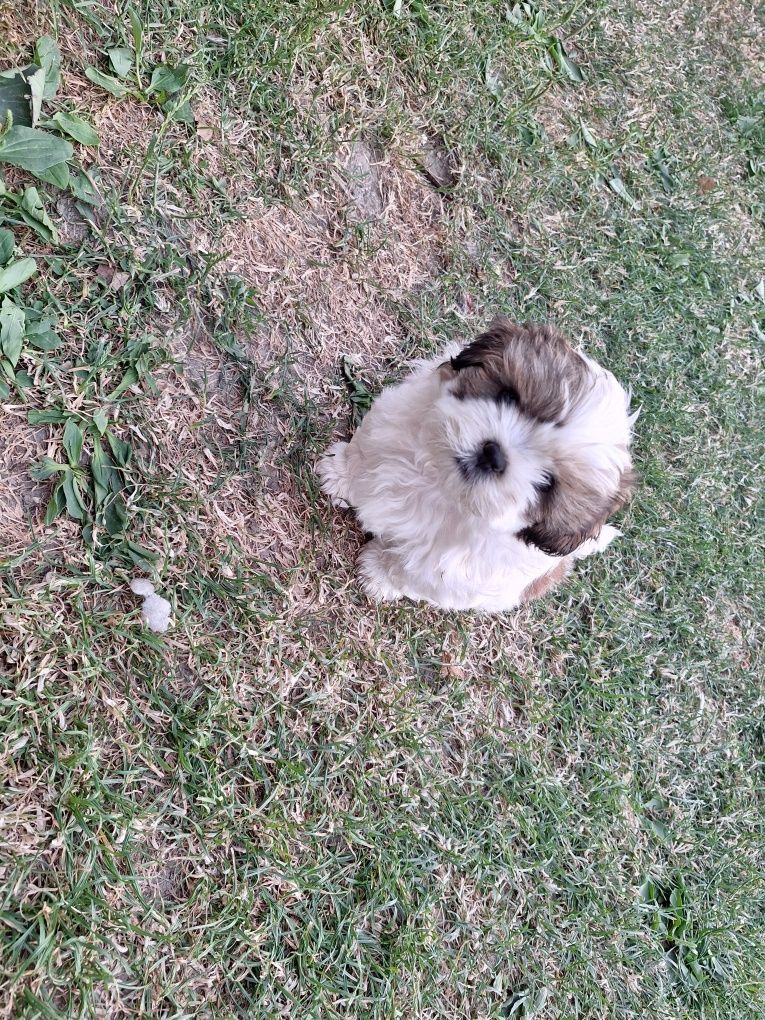 Mascul rasa shih tzu