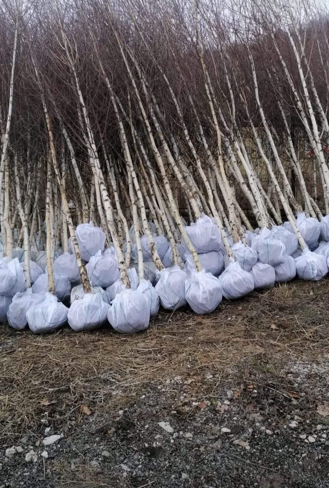 Plante ornamentale de o calitate excelenta avem la dispozitia