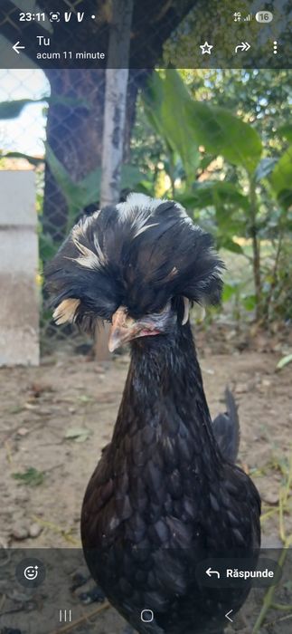 Vând moțate olandeze