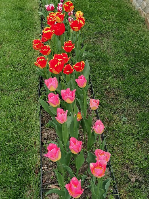 Лалета луковици различни цветове