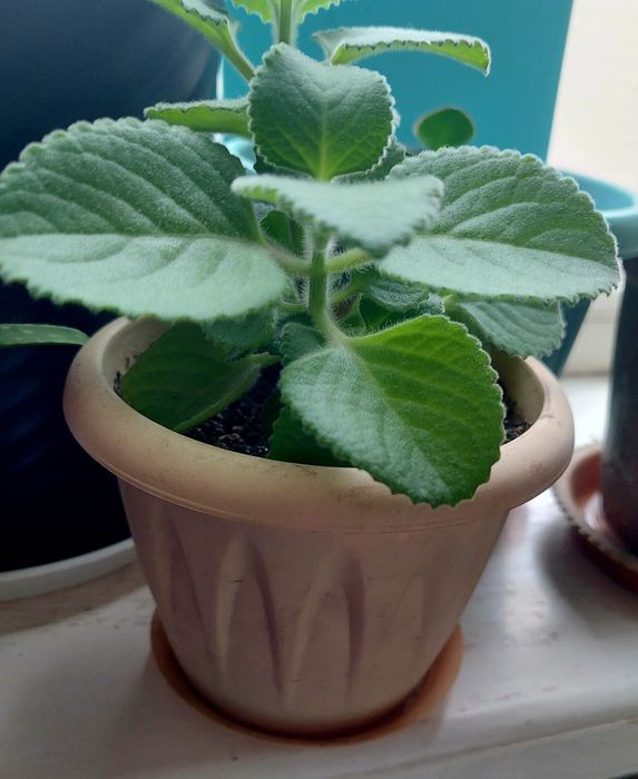 Комнатное растение (цветы) лечебное - Плектрантус