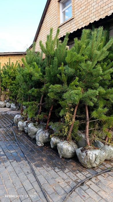 Сосна обыкновенная