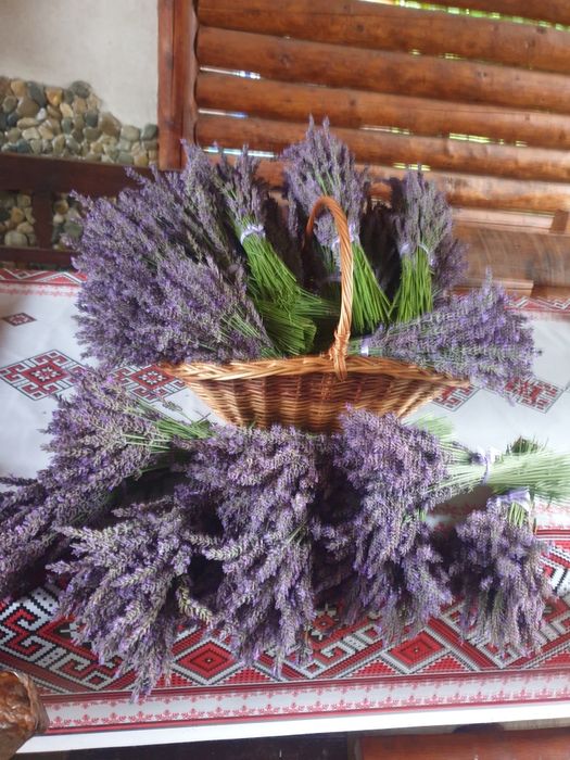 Buchete de lavandă proaspete Lavandino