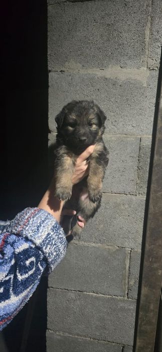 Щенки немецкой овчарки полукровки