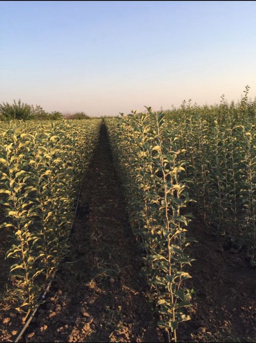 Pomi fructiferi altoiti, certificati