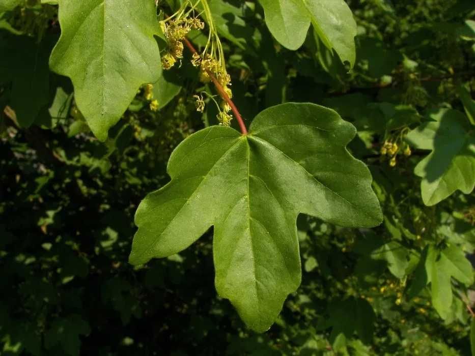 Artar rosu acer rubrum October glory   acer negundo Flamingo aurea