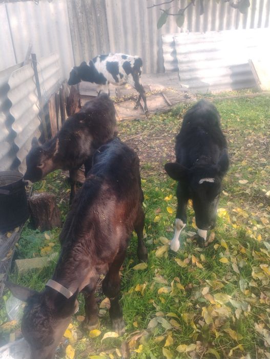 Продавам четири  телета