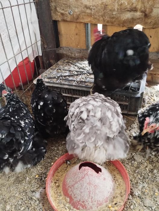 Vand cochinchina pitic