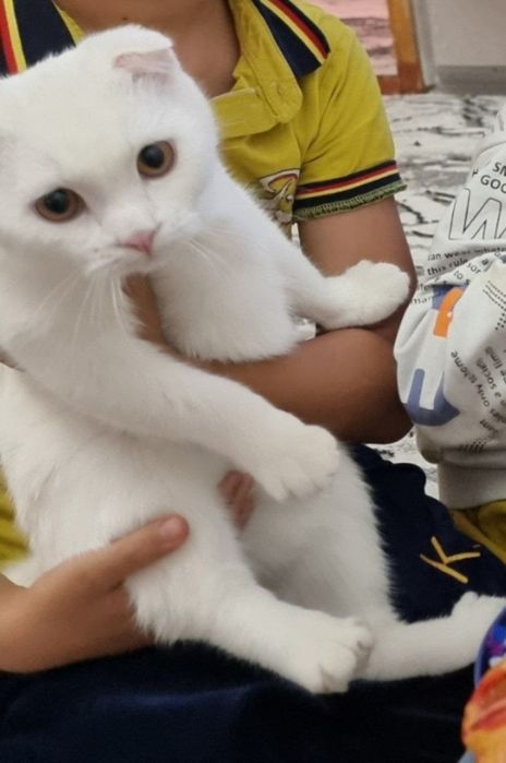 Мущук йуколган скотищ фолд илтимос