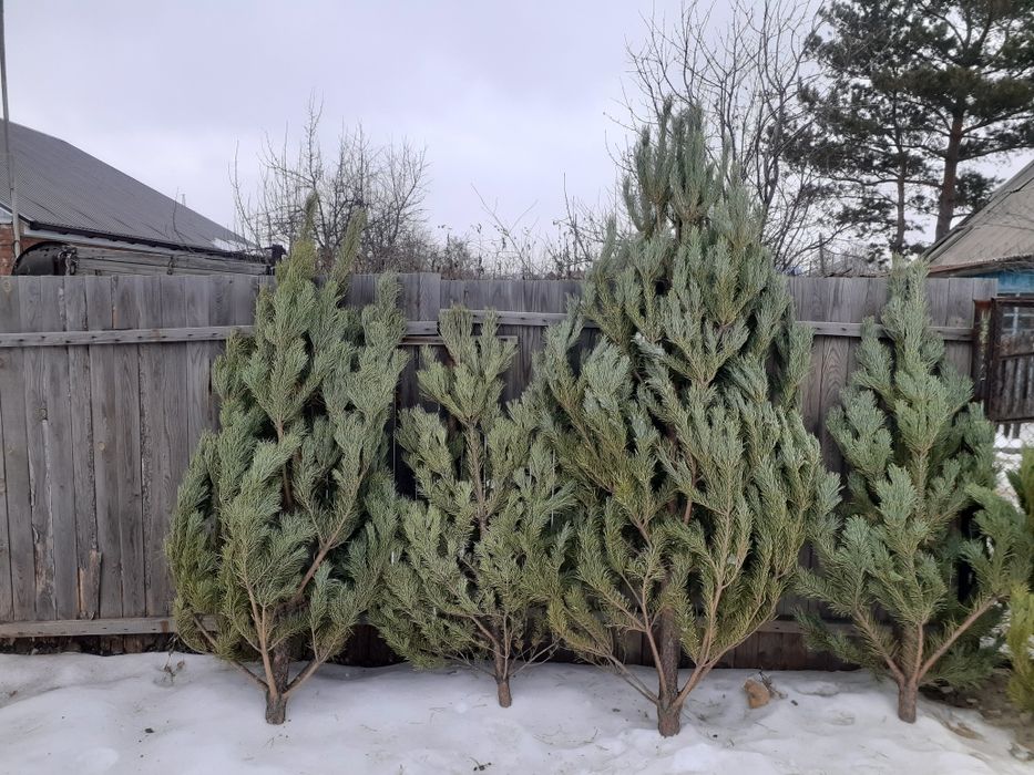 Продаю Новогодние Ёлочки.  Доставка.