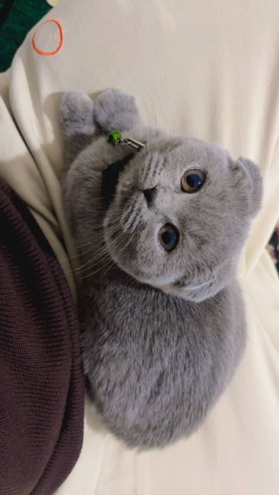 Скотиш фолд  Чистокровный (девочка)