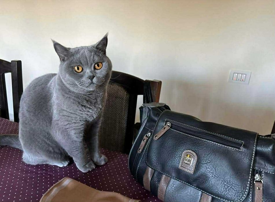 Lasa-ti animalutele in grija noastra si vei fi linistit.