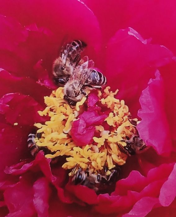 Vand polen crud de primăvară