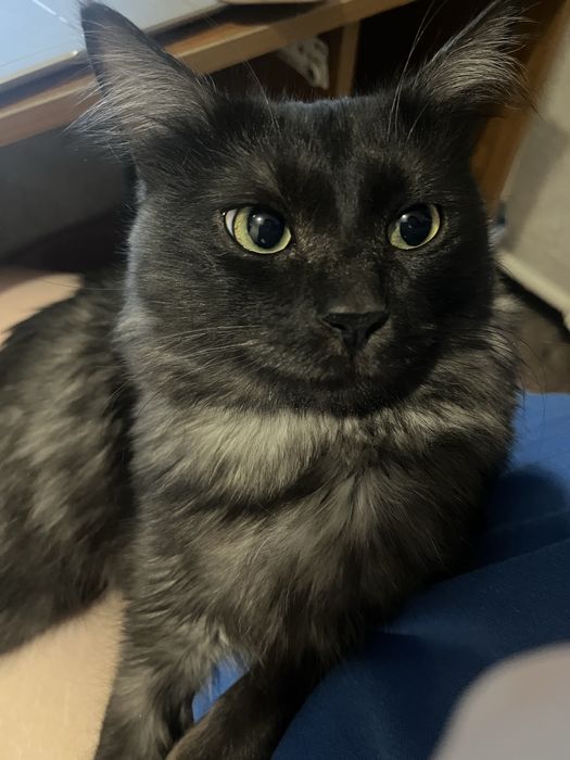 Отдадим кота в хорошие руки