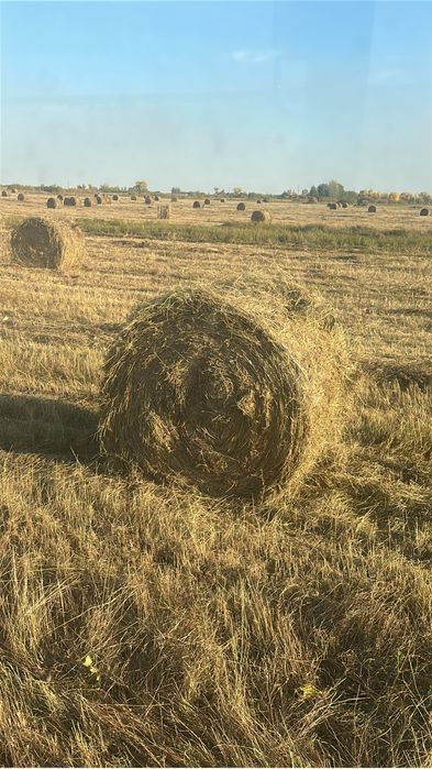 Продам сено в рулонах